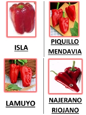 PLANTA PIMIENTO - Imagen 3