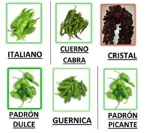 PLANTA PIMIENTO - Imagen 2