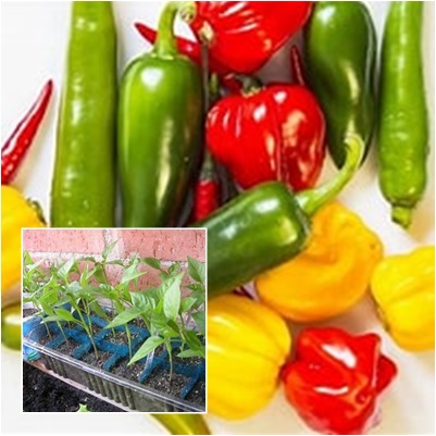PLANTA PIMIENTO
