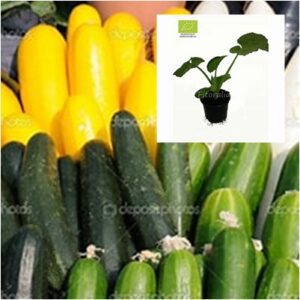 PLANTA DE CUCURBITACEA