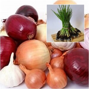 PLANTA DE CEBOLLA Y PUERROS
