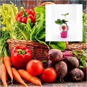 PLANTÓN DE OTRAS PLANTAS HORTÍCOLAS